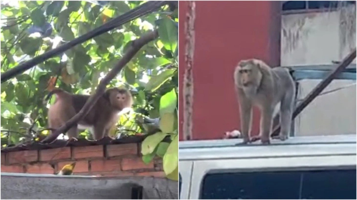 Bắn thuốc gây mê con khỉ hù dọa người dân ở Quận 12 - Hóc Môn TP.HCM.