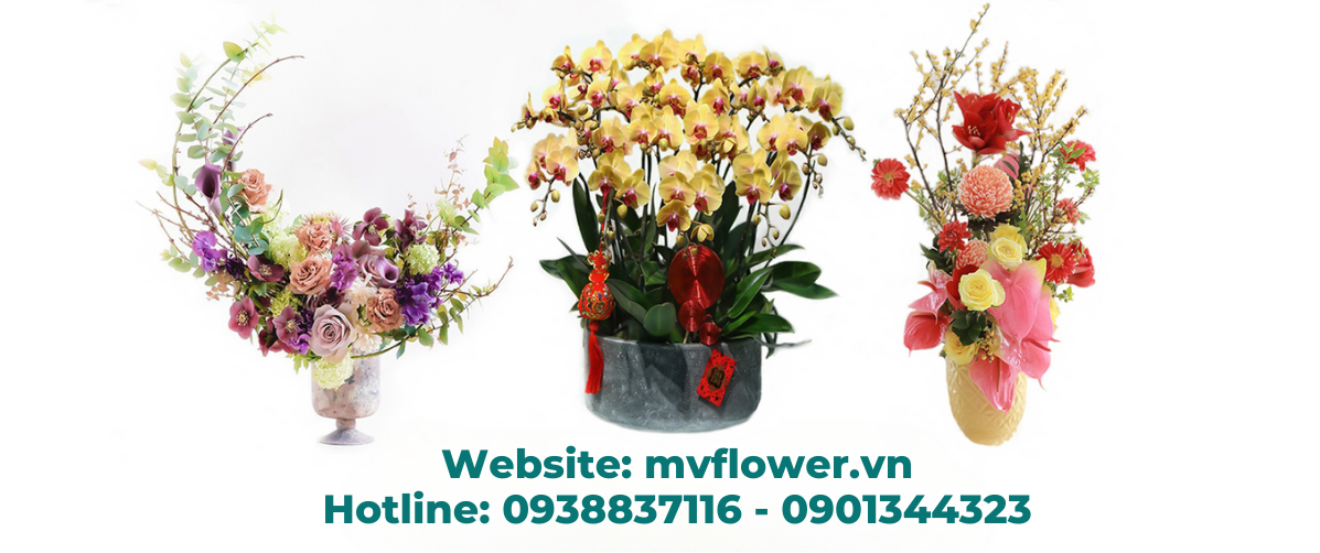 MV Flower Cửa Hàng Hoa Chuyên Cung Cấp Hoa Tươi Quà Tặng Chuyên Nghiệp 