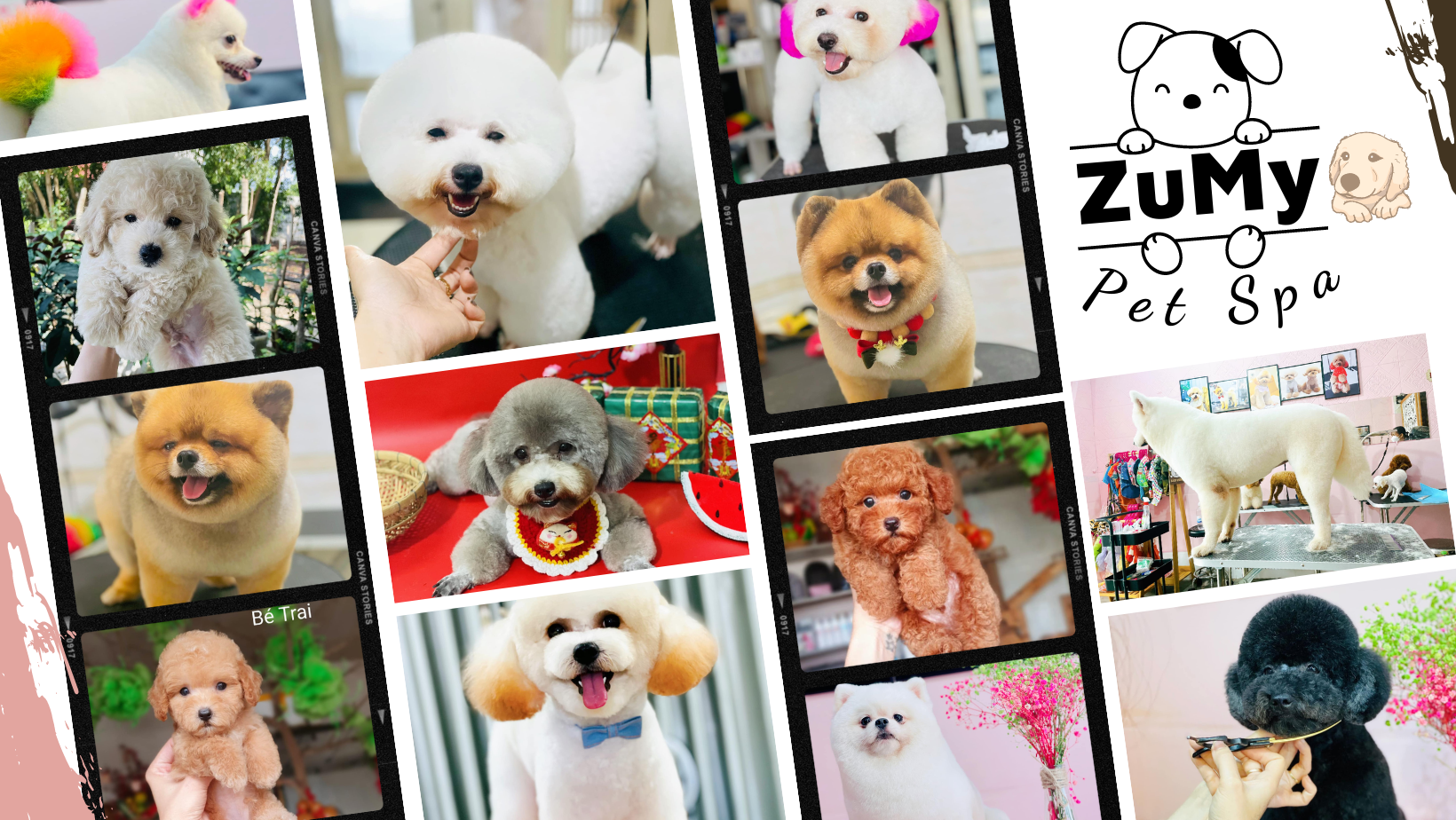 Zumy Pet Spa Dịch Vụ Làm Đẹp Thú Cưng Chuyên Nghiệp, Uy Tín Tại Hóc Môn
