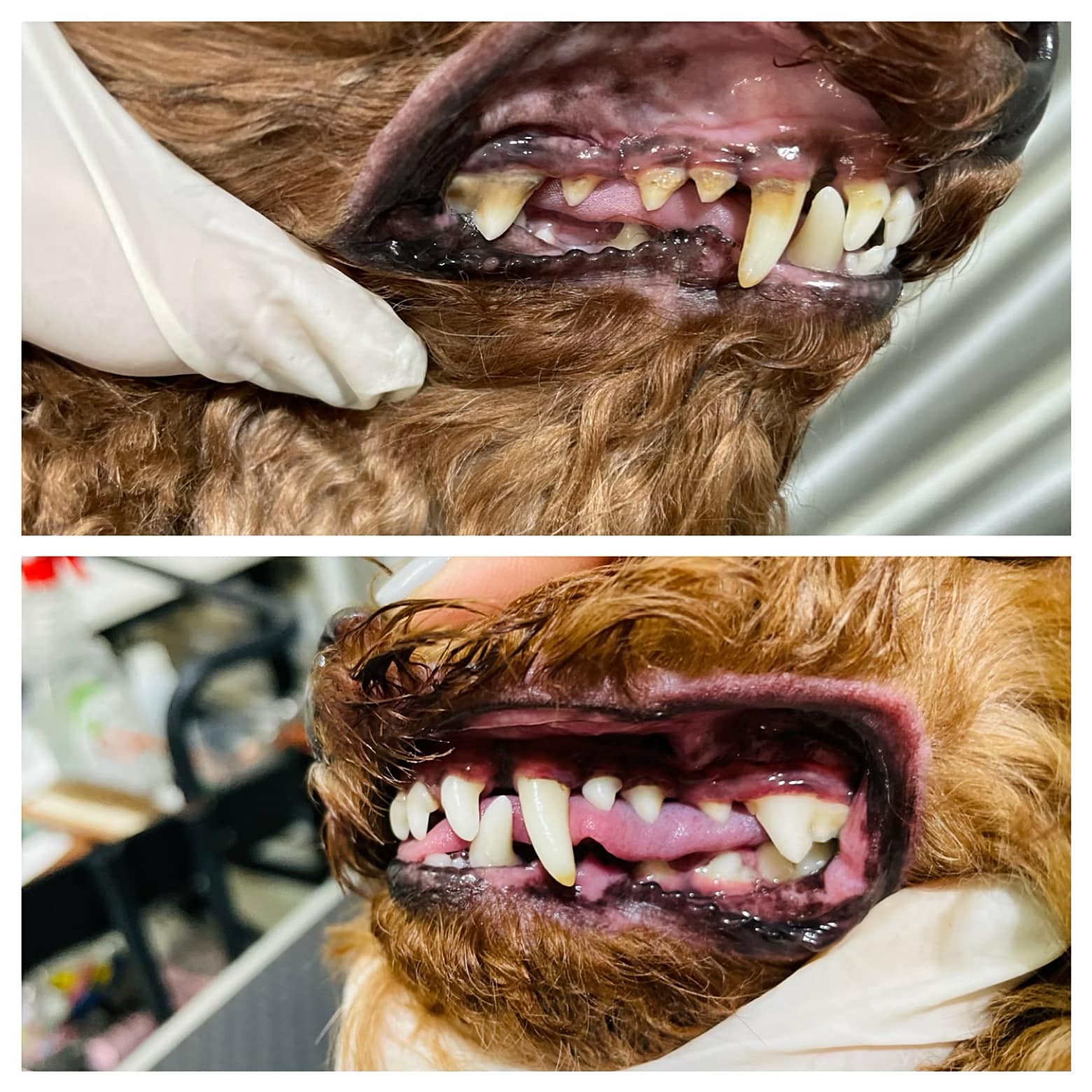 lấy vôi răng cho boss tại Zumy Pet Spa Dịch Vụ Làm Đẹp Thú Cưng Chuyên Nghiệp, Uy Tín Tại Hóc Môn