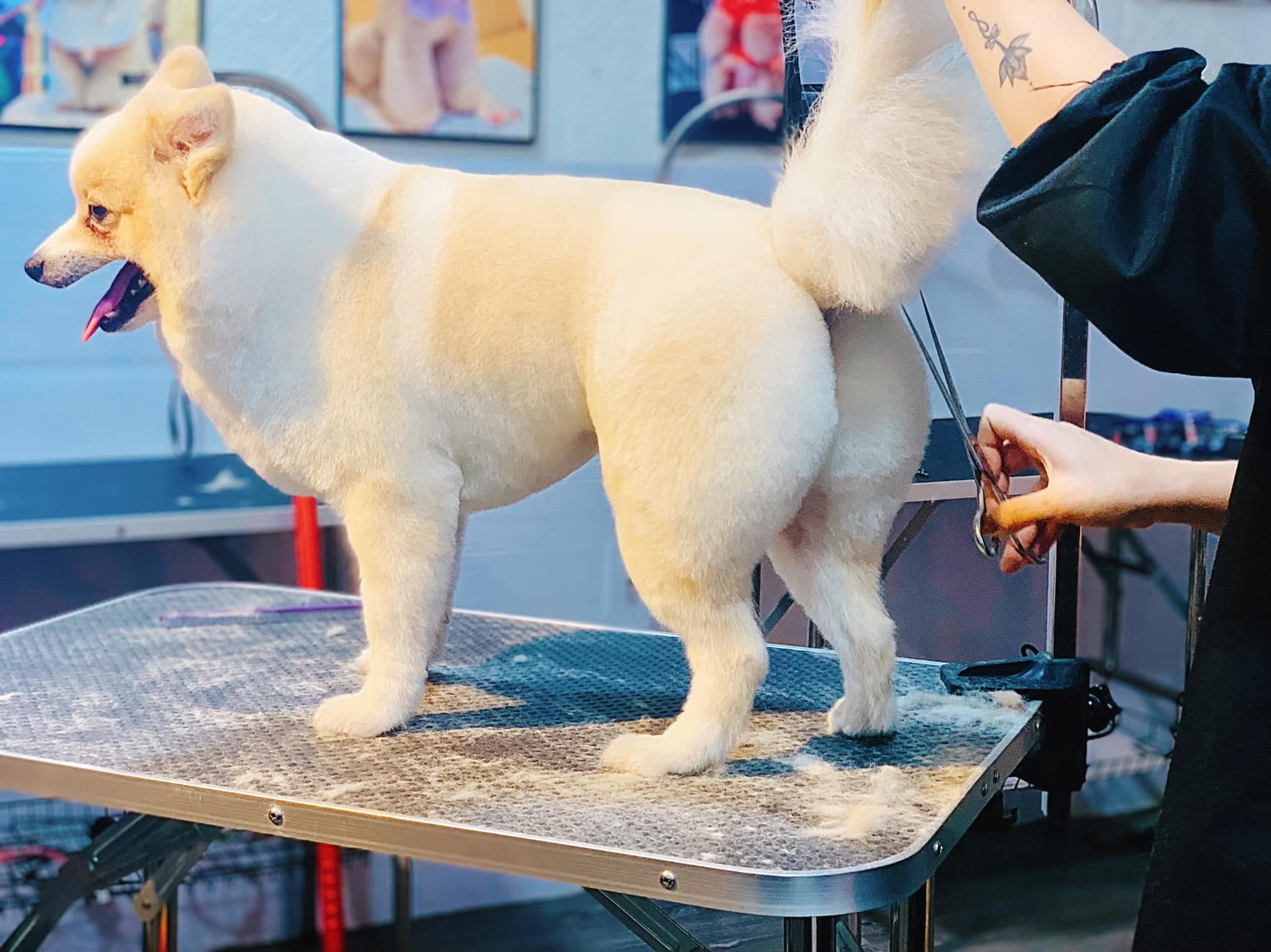 spa cắt tỉa lông cho boss tại Zumy Pet Spa Dịch Vụ Làm Đẹp Thú Cưng Chuyên Nghiệp, Uy Tín Tại Hóc Môn