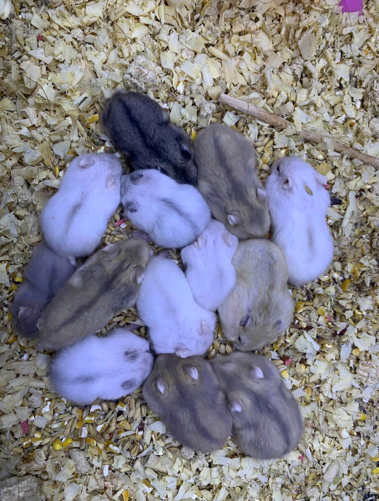 Thế Giới Hamster - Địa Chỉ Mua Hamster Và Phụ Kiện Uy Tín Tại Hóc Môn