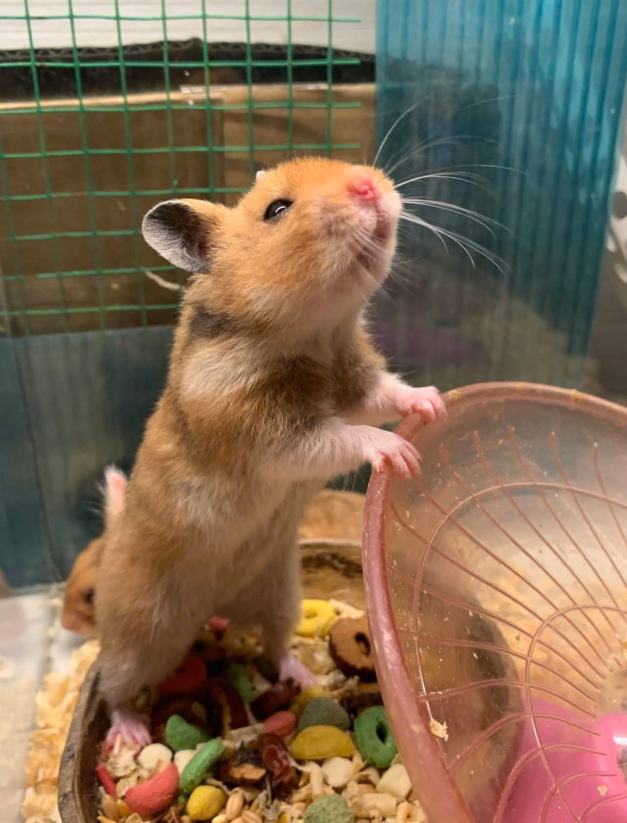 Thế Giới Hamster - Địa Chỉ Mua Hamster Và Phụ Kiện Uy Tín Tại Hóc Môn